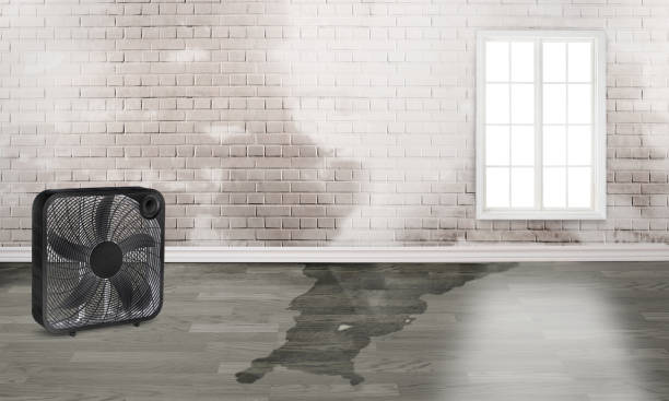 Best Sewage cleanup and water damage restoration  in Fruit Heights, UT