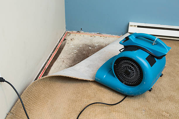 Best Professional water damage repair  in Fruit Heights, UT